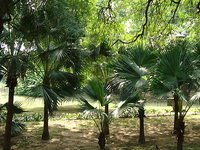 Lodhi Gardens