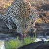 Timbavati Game Reserve Timbavati Game Reserve