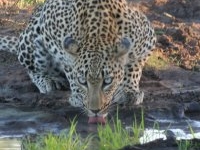Timbavati Game Reserve