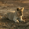 Madikwe Game Reserve