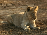 Madikwe Game Reserve Madikwe Game Reserve