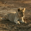 Madikwe Game Reserve