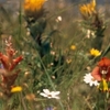 Harmony Flats Nature Reserve