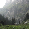 Malana Malana