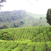 Malbazar