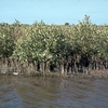 Kurusadai Island Kurusadai Island
