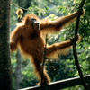 Tropical Rainforest Heritage of Sumatra Tropical Rainforest Heritage of Sumatra