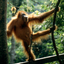 Tropical Rainforest Heritage of Sumatra Tropical Rainforest Heritage of Sumatra
