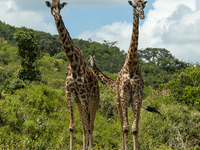 9-Day Budget Camping Safari! 9-Day Budget Camping Safari!