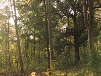 Melghat