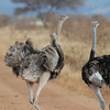 Meru National Park Meru National Park