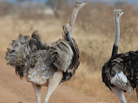 Meru National Park Meru National Park