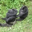 Mgahinga Gorilla National Park Mgahinga Gorilla National Park