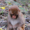 Sajnekhali Wildlife Sanctuary