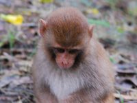 Sajnekhali Wildlife Sanctuary