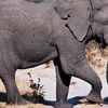 Moremi Game Reserve