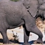 Moremi Game Reserve Moremi Game Reserve