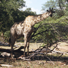 Mosi-oa-Tunya National Park Mosi-oa-Tunya National Park