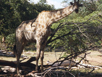 Mosi-oa-Tunya National Park