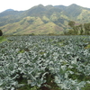 Mount Kalatungan Mount Kalatungan