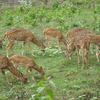 Mrugavani National Park