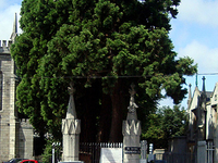 Mount Jerome Cemetery