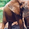 Hwange National Park Hwange National Park