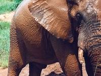 Hwange National Park