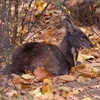 Kedarnath Wild Life Sanctuary Kedarnath Wild Life Sanctuary