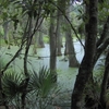 Audubon Swamp Garden Audubon Swamp Garden