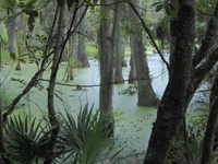 Audubon Swamp Garden Audubon Swamp Garden