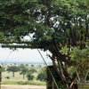 Mikumi National Park