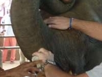 Milk Feed Pinnawala Milk Feed Pinnawala