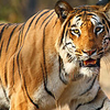 Nagzira Wildlife Sanctuary