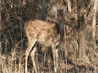 Nauradehi Wildlife Sanctuary Nauradehi Wildlife Sanctuary