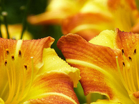 Nehru Botanical Garden Nehru Botanical Garden