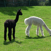 Newham City Farm Newham City Farm
