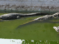 Neyyar Wildlife Sanctuary