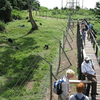 Ngamba Island Chimpanzee Sanctuary