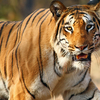 Wildlife Institute of India Wildlife Institute of India