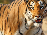 Wildlife Institute of India Wildlife Institute of India