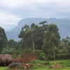 Mbale