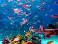 Manila Ocean Park Manila Ocean Park