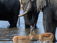 5 Day Private Guided Etosha Safari