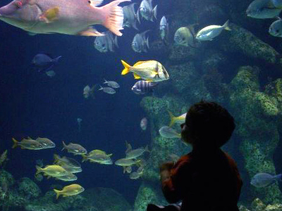 A Fish Tank At The Oklahoma Aquarium