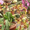 Lankester Botanical Garden