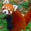 Padmaja Naidu Himalayan Zoological Park