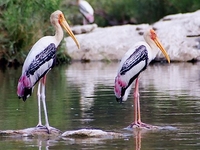 Kukkarahalli Lake