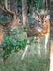 Ballabhpur Wildlife Sanctuary