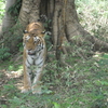 Panidihing Wildlife Sanctuary Panidihing Wildlife Sanctuary